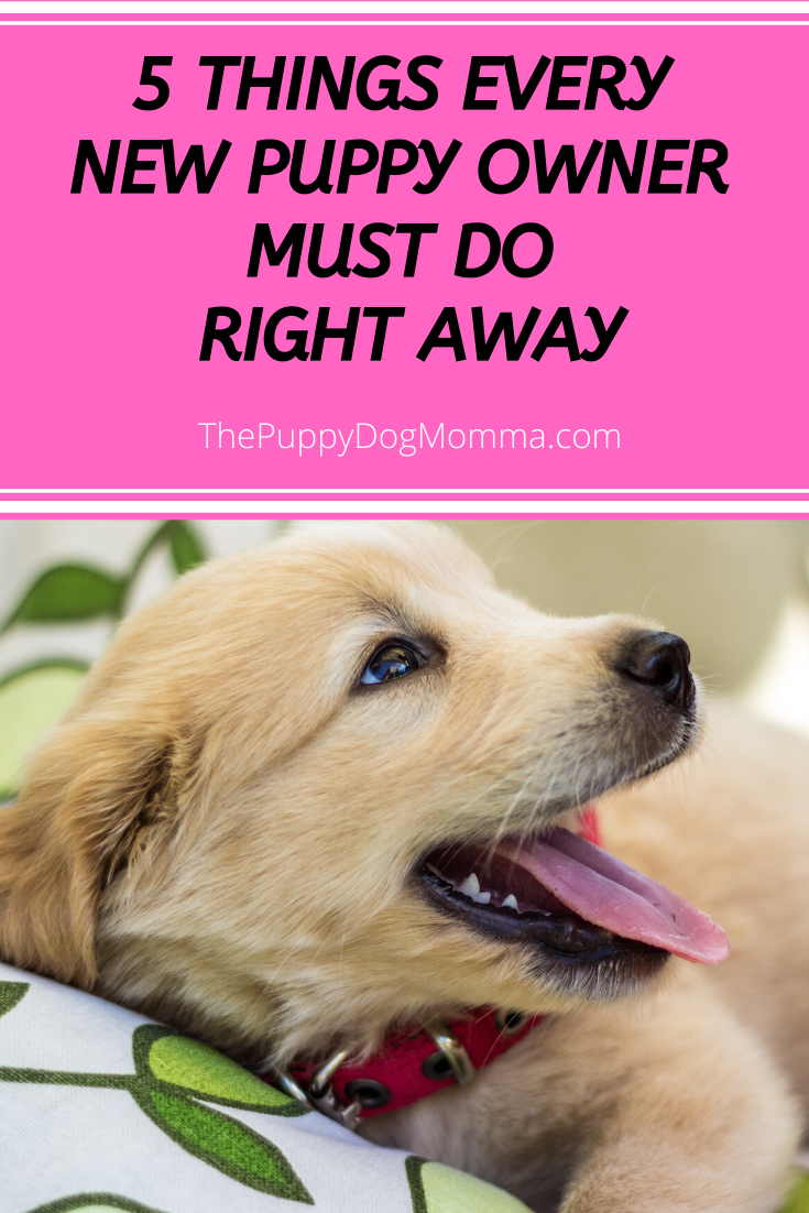 Things new puppy owners must do