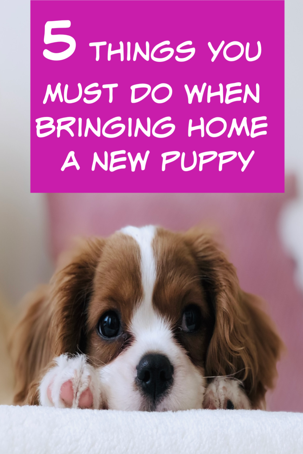 The 5 Things You MUST Do When Bringing Home a New Puppy