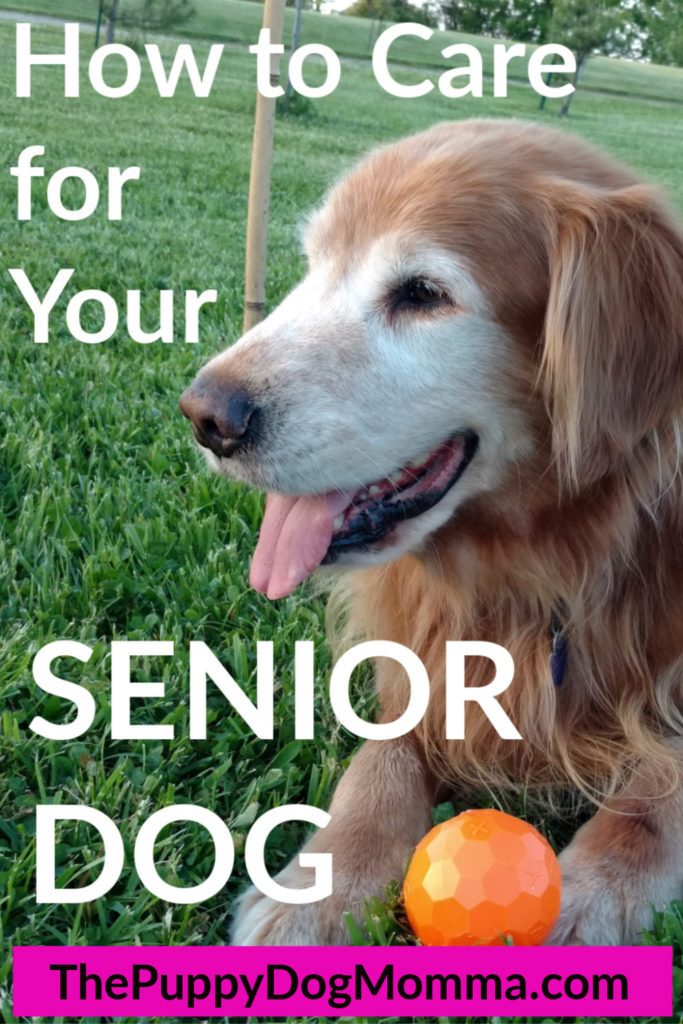How to care for your senior dog