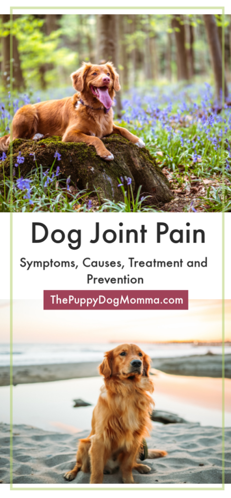 Helping your dog with joint pain