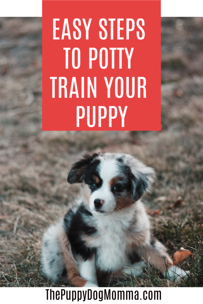 Easy Steps To Potty train Your New Puppy