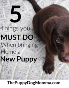 5 things you must do when getting a new puppy
