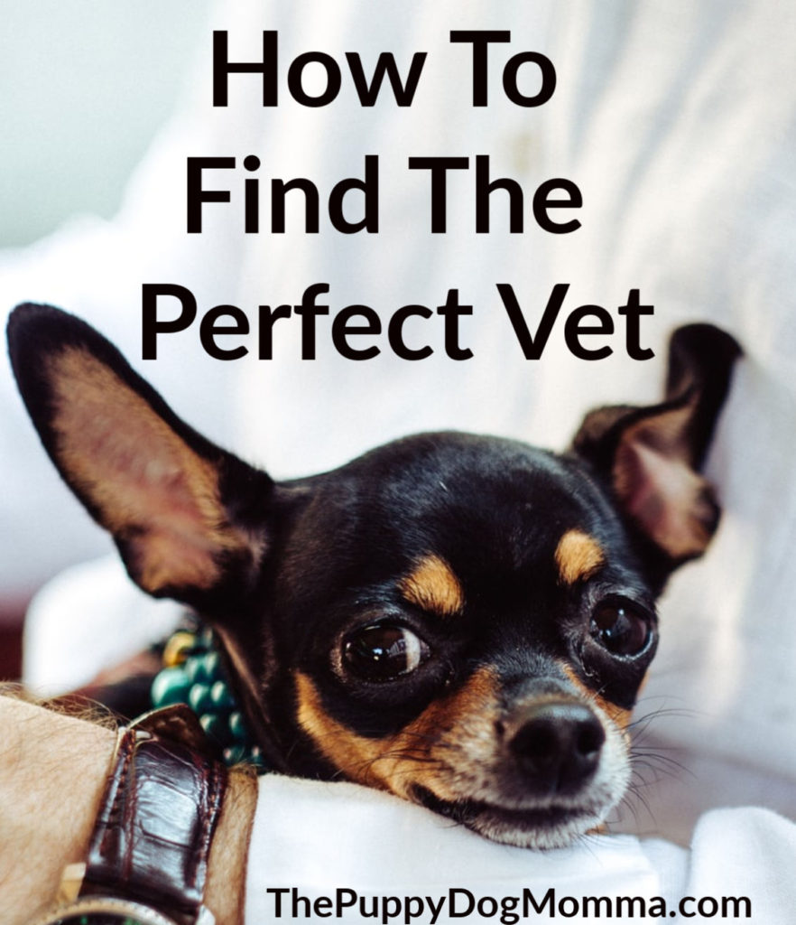 How to Fine the Perfect Vet