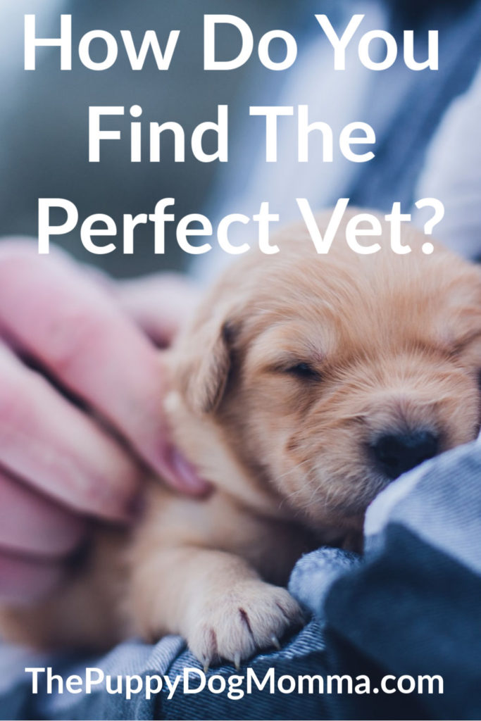 Steps to find the perfect vet