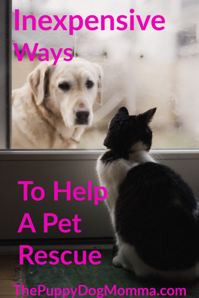 Inexpensive Ways to Help a Pet Rescue