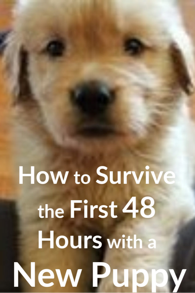 The first 48 hours with a new puppy