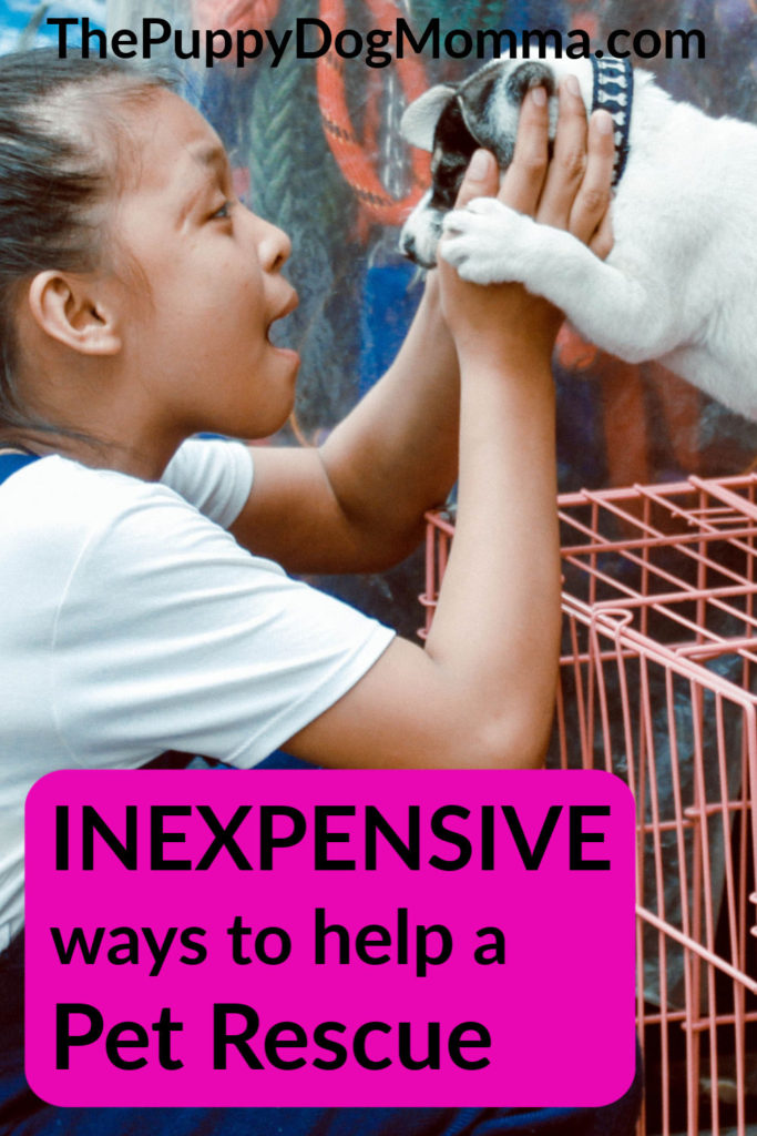 Inexpensive Ways to Help a Pet Rescue