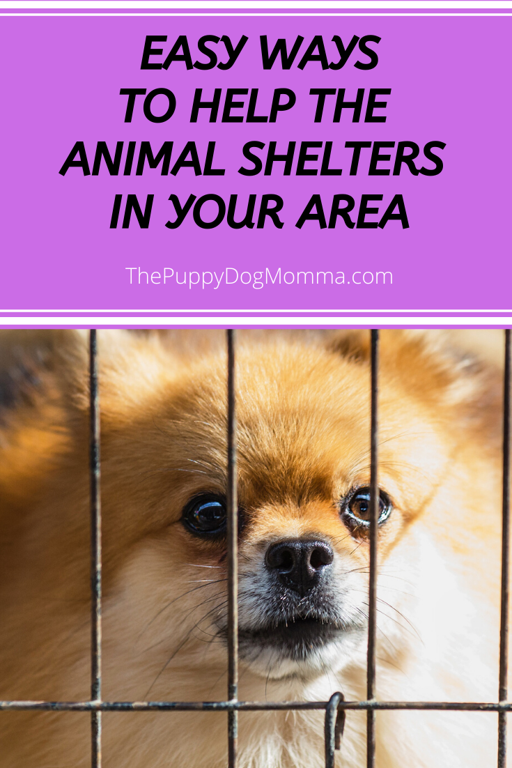 How to help a pet shelter