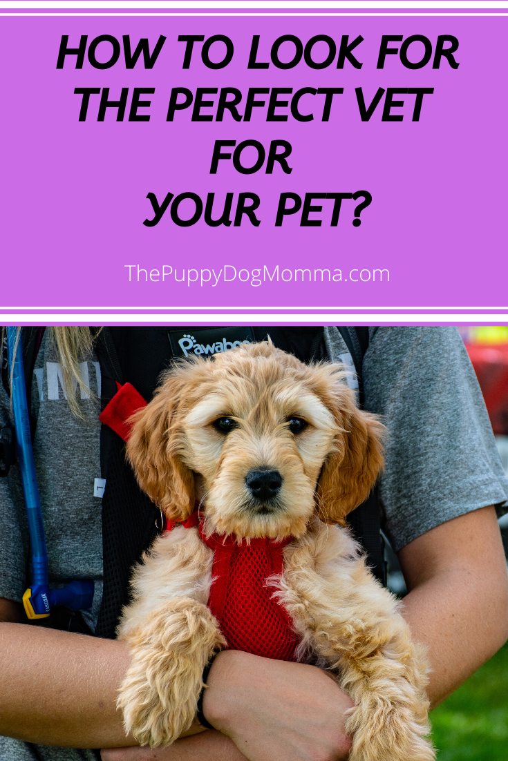 Finding the perfect vet for your pet