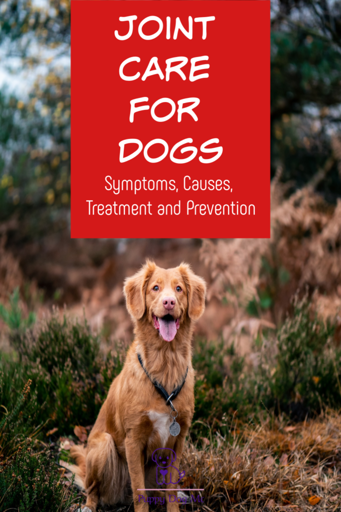 Dog Joint Pain Care