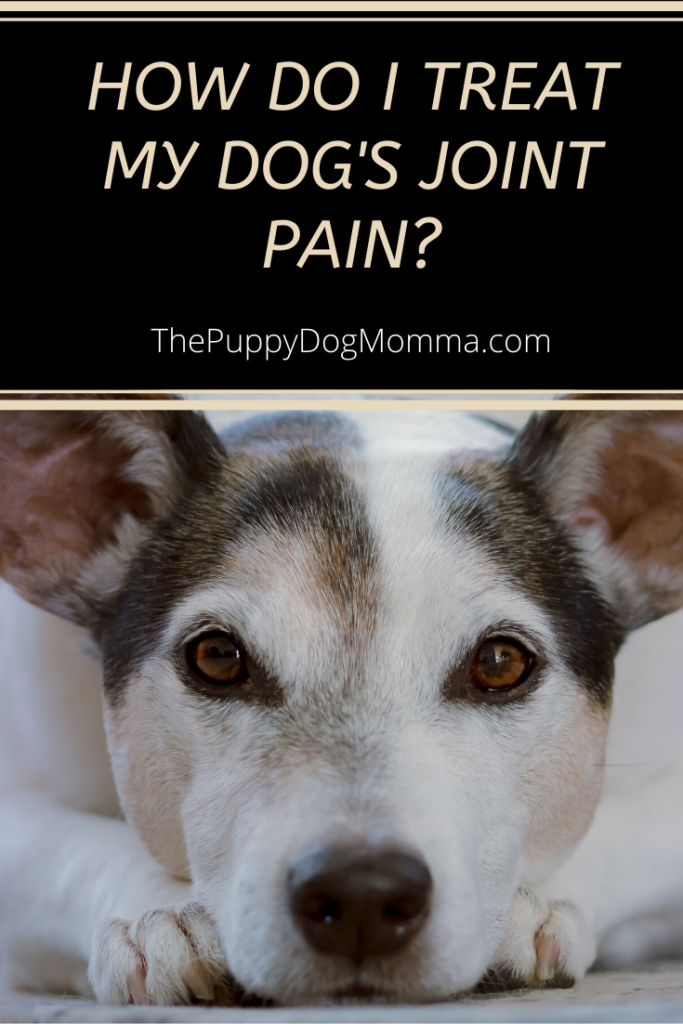 Dog Joint PainSymptoms, Causes, Treatment and Prevention The Puppy