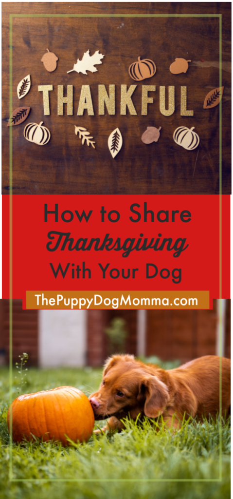 If you are planning sharing your Thanksgiving dinner with your dog, make sure you know how to do it safely. #ads