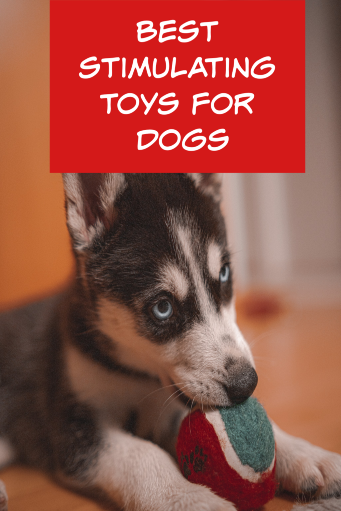 Best mental stimulating dog toys