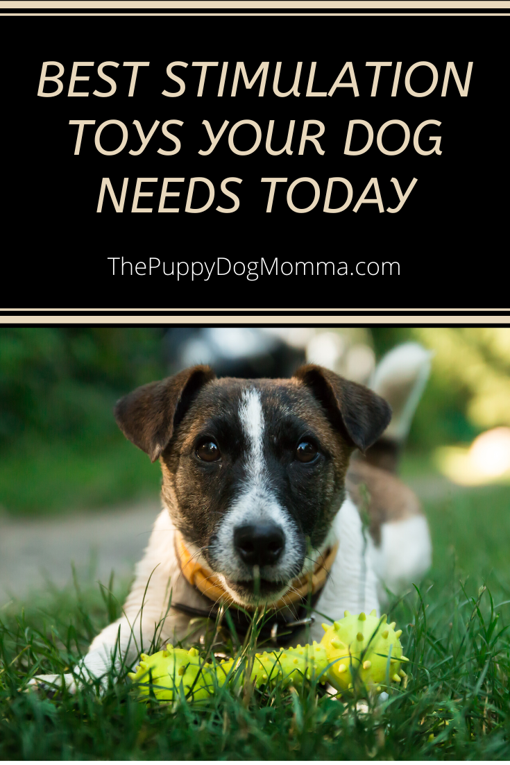 Best dog stimulation toys your dog needs today