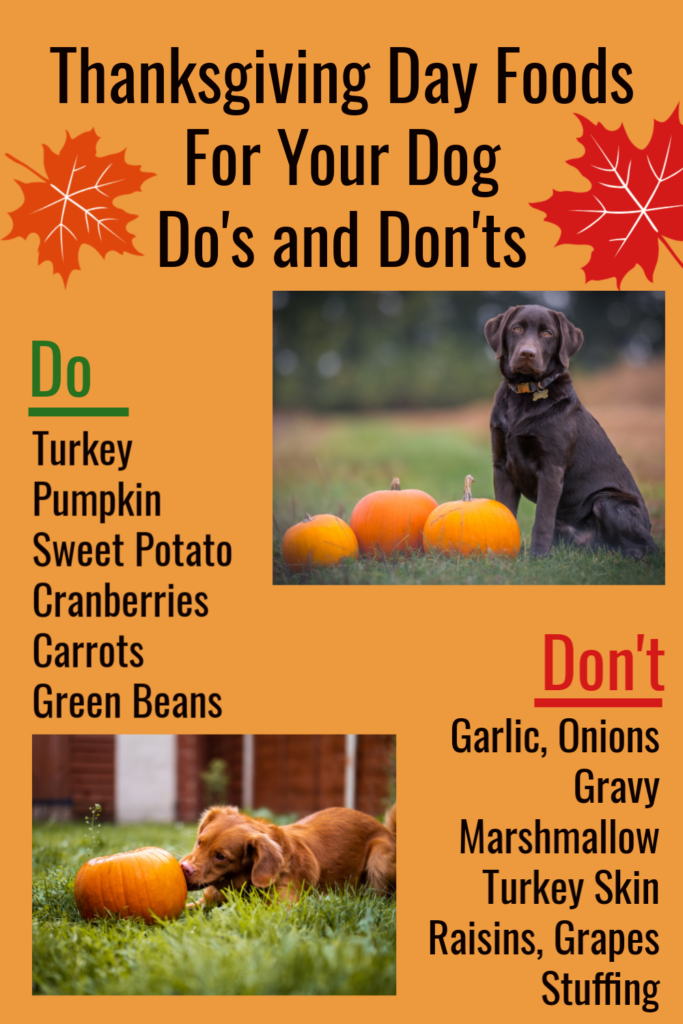 Make sure you know what Thanksgiving foods you can safely share with your dog #ads