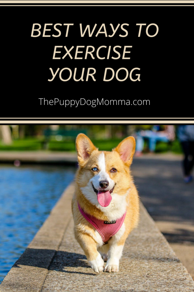 Best ways to exercise your dog