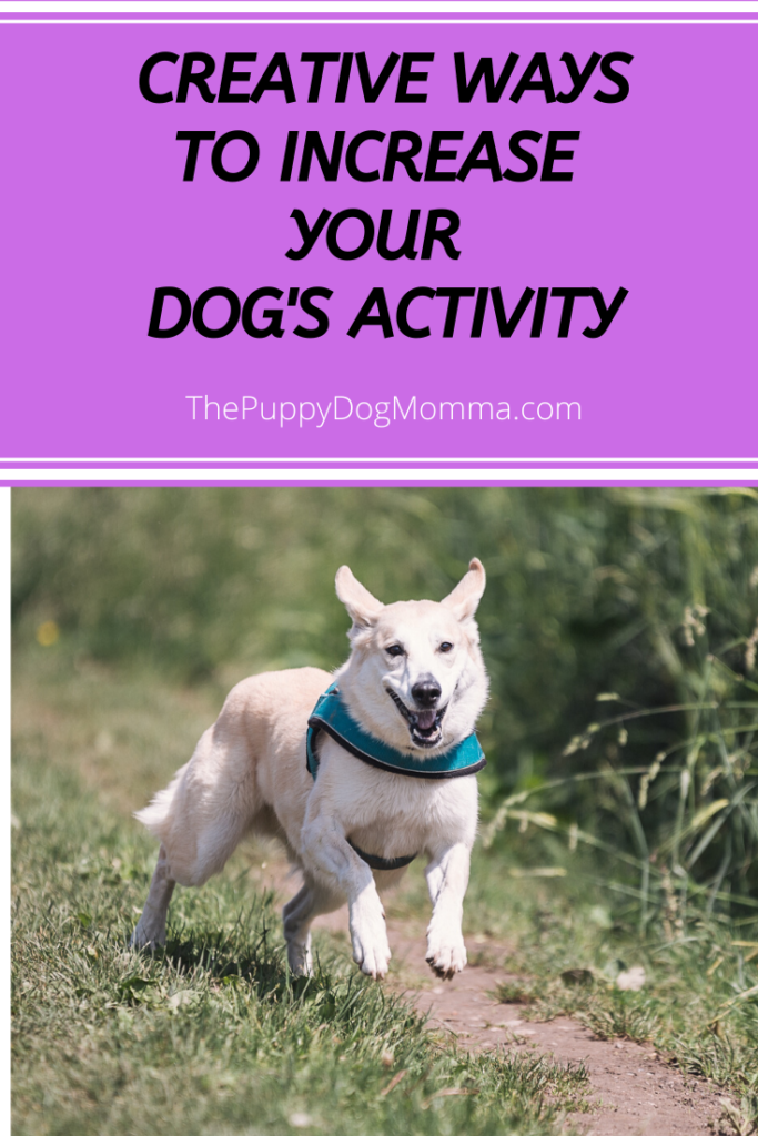 Creative ways to increase your dogs activity