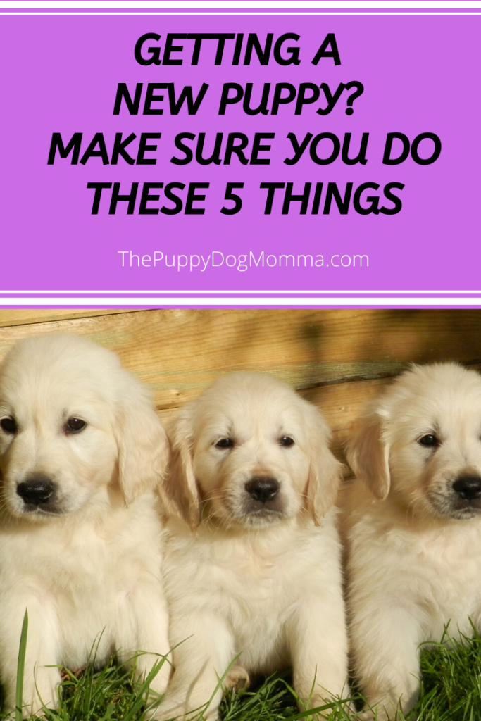 5 things new puppy owners must do