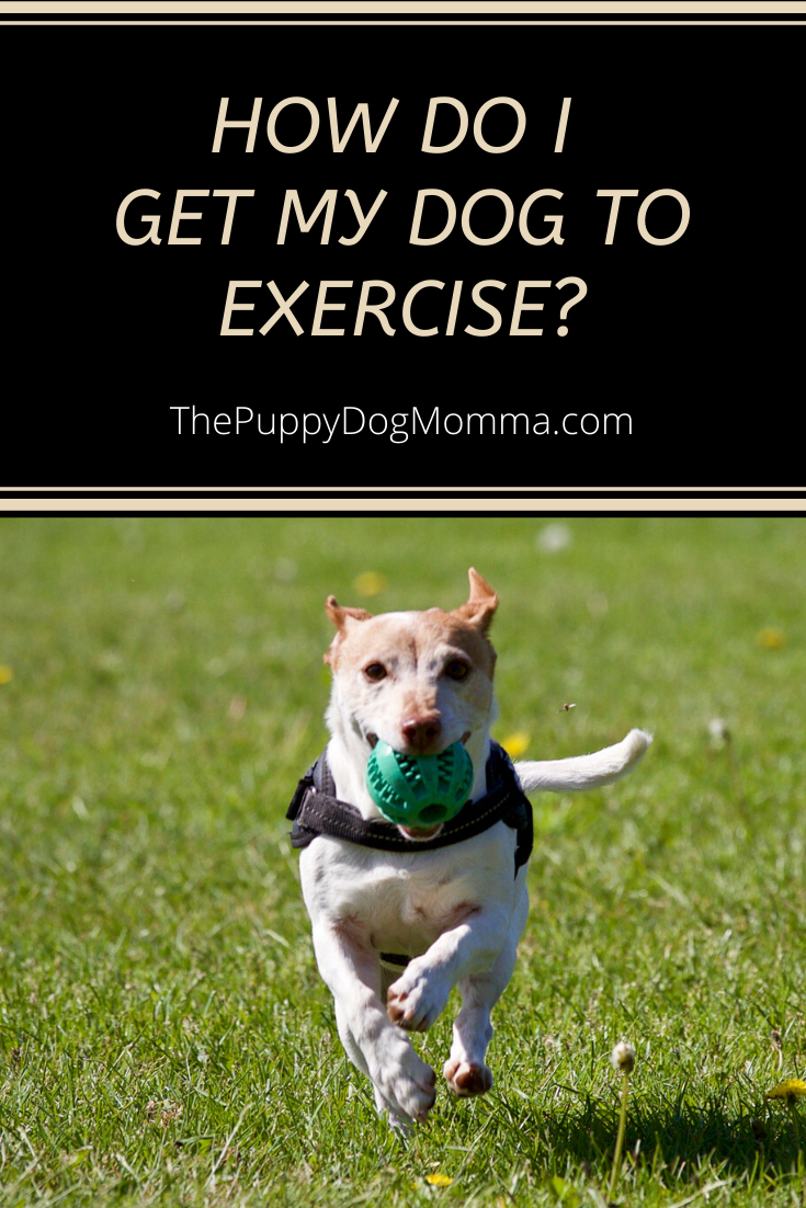 How do I exercise my dog?