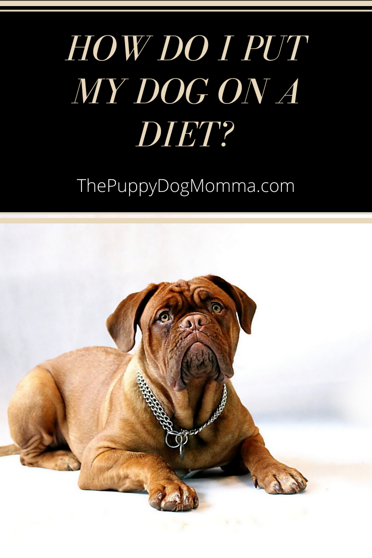 How do I put my dog on a diet?