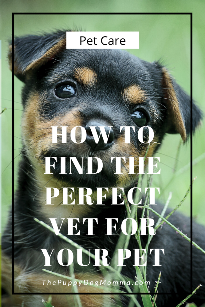 How to find the perfect vet